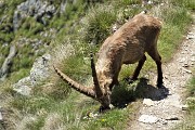 40 Stambecco intento a brucare qualcosa di buono